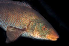 Labrus berggylta - Ballan wrasse - Berggylta - Gefleckter Lippfisch