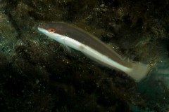 Coris julis - Mediterranean rainbow wrasse - Junkergirella - Meerjunker (female)