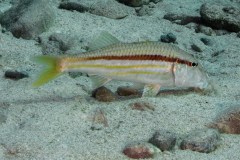 Mullus surmuletus - Striped red surmullet  - Mulle - Streifenbarbe