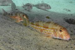Mullus surmuletus - Striped red surmullet  - Mulle - Streifenbarbe