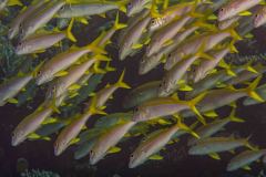 Mulloidichthys vanicolensis - Yellowfin goatfish - Gelbflossenbarbe