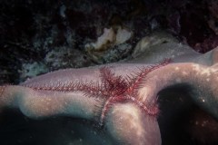 Ophiothrix purpurea - Brittle star - Ormstjärna - Schlangenstern