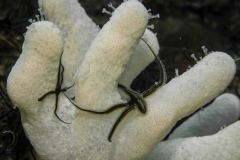 Ophiocomina nigra - Black brittle star - Sotormstjärna