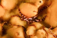 Ophiotrix fragilis - Taggormstjärna
