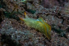 Elysia ornata - Ornate sapsucking slug