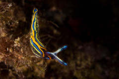 Thuridilla hopei - Gestreifte Flügelschnecke