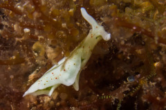 Elysia viridis - Grüne Samtschnecke
