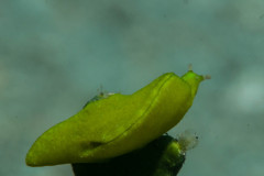 Elysia pusilla - Halimeda sapsucking slug