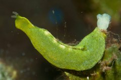 Elysia trisinuata