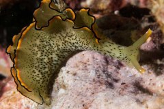 Elysia ornata - Ornate sapsucking slug