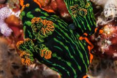 Nembrotha kubaryana - Nudibranch