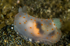 Gymnodoris alba - Nudibranch