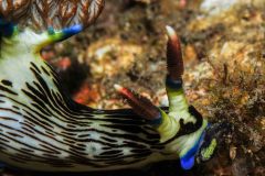 Nembrotha lineolata
