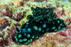 Nembrotha cristata