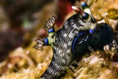 Nembrotha lineolata