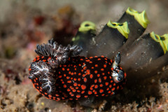Nembrotha sp.