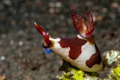 Nembrotha chamberlaini - Chamberlain's nembrotha