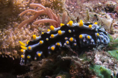 Phyllidia varicosa - Swollen phyllidia