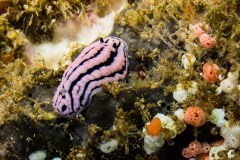 Phyllidiella rosans