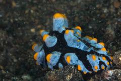 Phyllidia marindica - Sea blue phyllidia