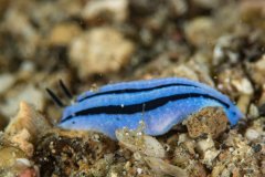 Phyllidiopsis annae