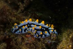 Phyllidia picta - Painted phyllidia