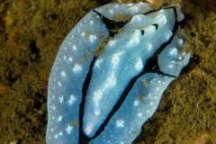 Phyllidiopsis pipeki