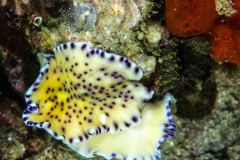 Pseudoceros laingensis - Laing island flatworm