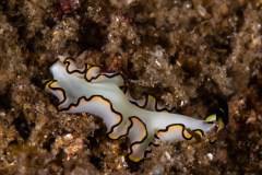 Euryleptidae spp. - Polyclad flatworm