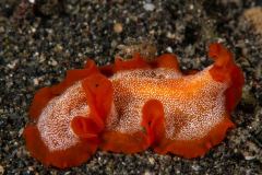 Pseudoceros sp.