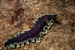 Pseudoceros prudhoei - Prudhoe's flatworm