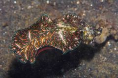 Pseudoceros bedfordi - Persian carpet flatworm