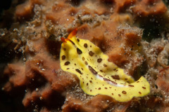 Euryleptidae spp. - Polyclad flatworm