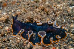 Pseudobiceros uniarborensis - One tree island flatworm