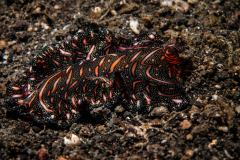 Pseudoceros bedfordi - Persian carpet flatworm