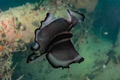 Pseudobiceros sp.