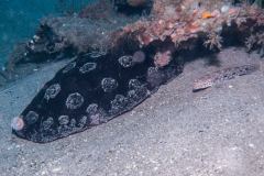 Pleurobranchus weberi - Side-gilled sea slug