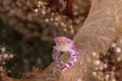 Lissoporcellana nakasonei - Soft coral porcelain crab
