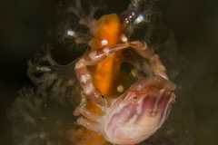 Porcellanella haigae - Haig´s porcelain crab