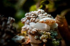 Porcellanella triloba -Three-lobed porcellain crab