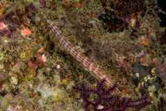 Aulostomus strigosus - Atlantic cornetfish - Atlantischer Trompetenfisch
