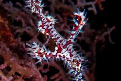 Solenostomus paradoxus - Ornate ghost pipefish - Spökkantnål - Harlekin Geisterpfeifenfisch
