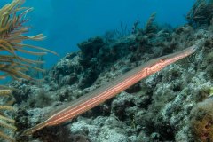 Aulostomus maculatus - West atlantic trumpet fish - Trumpetfisk - Westatlantischer Trompetenfisch