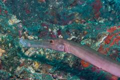 Aulostomus chinensis - Chinese trumpetfish - Chinesischer Trompetenfisch