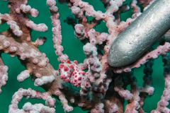 Hippocampus bargibanti - Pygmy seahorse - Zwerg-Seepferdchen