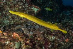 Aulostomus chinensis - Chinese trumpetfish - Chinesischer Trompetenfisch