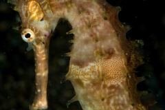 Hippocampus histrix - Thorny seahorse