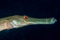 Aulostomus strigosus - Atlantic cornetfish - Atlantischer Trompetenfisch