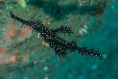 Solenostomus paradoxus - Ornate ghost pipefish - Spökkantnål - Harlekin Geisterpfeifenfisch