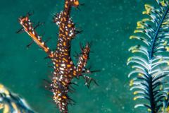 Solenostomus paradoxus - Ornate ghost pipefish - Spökkantnål - Harlekin Geisterpfeifenfisch